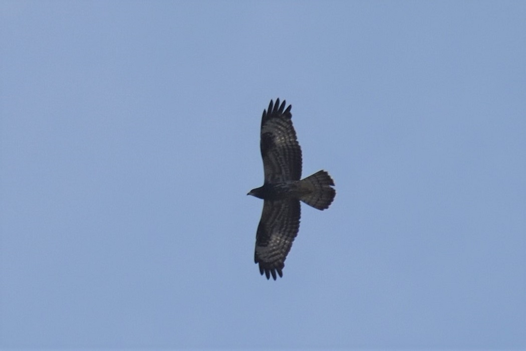 European Honey-buzzard